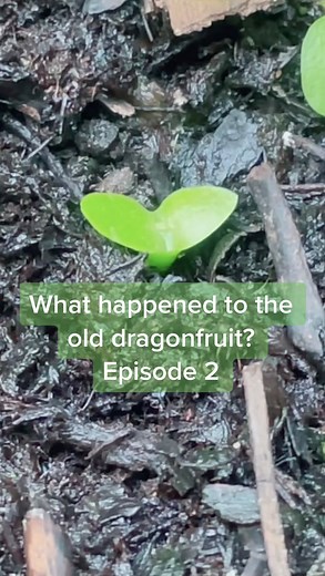 Jessie Jacobson on Instagram: "Think this old dragonfruit grew into a baby cacti? Episode 2/6🐉 #howtowithjessie"