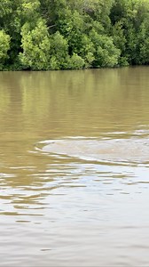 Stumpy doing his best Godzilla impression and sending every other croc in the area running for cover 🦖 | Wildman Adventures