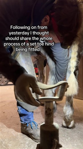 Understanding Set Toe in Horses: Benefits and Process