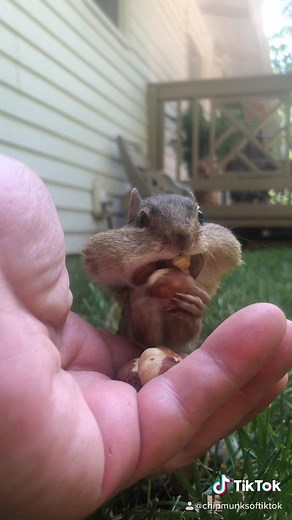 Baby Dinky the Chipmunk Adventure: Cute Animals Love Story