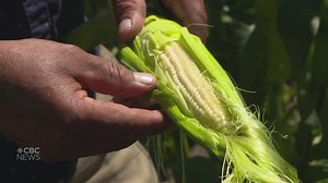 B.C. farmer says his corn harvest has been delayed 2-3 weeks by wet weather