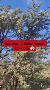 Most largest Python in Kenyan history sighted at the Solio Ranch in Laikipia County 😱😳😮 #videoreelsシ #viralreelsシ #videoviralシ #viralpost2024 #viralvideoシ #viral #Python | Susan Gichanga