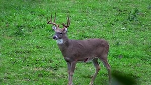 A pack of stagger steps Boss XL 43yd well placed arrow = BBD! More content-----> www.muddytv.com | Muddy Outdoors