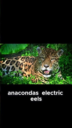 Madei National Park Bolivia The Deadly Biodiverse Jungle Full of Venomous Creatures!