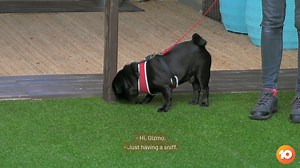341K views · 5.1K reactions | Due to selective breeding, Pugs continue to have shorter and shorter noses, to the point where it actively impacts their ability to breathe. Something tell us Gizmo might have just found the right family to take care of him. The Dog House UK, 7.00 Saturdays on 10 and 10 Play on demand. | Channel 10 | Facebook