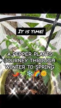 Two sad jalapeno pepper plants journey to spring #garden #pepper #timelapse #update #journey #spicy