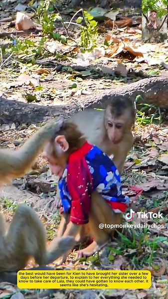 Tragic Story of a Lost Monkey in Distress