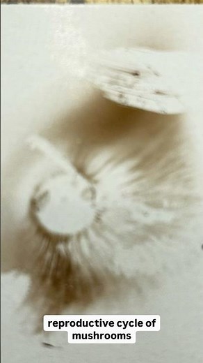 The reproductive cycle of mushrooms #mushroom #science #fungi