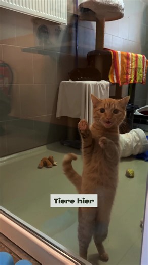 Helfen, wo Hilfe gebraucht wird 🐾❤️ Wir waren zu Besuch im Tierheim Minden und haben dort einen Einblick hinter die Kulissen bekommen. Dabei wurde schnell klar: Hier geht es um so viel mehr als „nur“ Vermittlung. Pflege, Organisation, Zeit, Herzblut – und ganz viel Verantwortung gehören zum Alltag dazu. Ohne engagierte Unterstützung im Hintergrund wäre diese Arbeit in dieser Form gar nicht möglich, deswegen macht jede helfende Hand einen Unterschied 🙏🏻 Wer also jetzt das Tierheim unterstützen