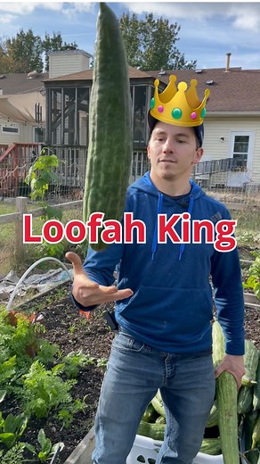 Reminiscing on this amazing harvest! Many of you probably thought that loofah sponges came from the ocean but they actually come from the luffa plant in the gourd family! This cousin to the cucumber grows over a long 5 month season until the fruit eventually yellows and dries to find the sponge like structure on the inside. Have you ever wanted to grow your own natural bath and kitchen sponges? Luffa are extremely disease and pest resistant and the fruit is also edible while it’s still small. Th