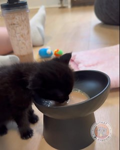 Eden has a condition called PRAA where solid food, like kibble, gets caught in her throat and she chokes. Since she got home from the hospital, Eden is on a liquid diet every 4 hours around the clock. She’s doing great with her new routine so far, and even gaining quite a bit of weight! She eats from a raised bowl and we hold her upright for 20 minutes after each meal. The bowl is a little tall for her — she’s just so little. 😂 But she loooves to be held, so Eden has enjoyed all the extra snugg