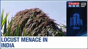 Government steps up LOCUST control operations as farmers reel under losses