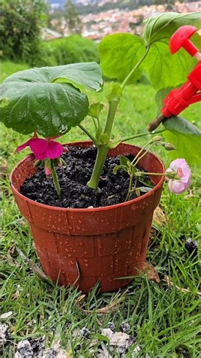 Discover simple fertilizer hack that helps you grow healthier plants #gardening #fertilizer #shorts