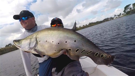 This feels like the Amazon giant fish after giant fish