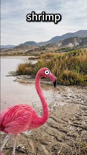 Why Flamingos Are Secretly White Inside... #facts #animals