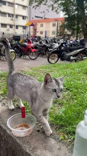 Domestic Short Hair Cat For Adoption - 2 Years, Silver from Cheras, Selangor