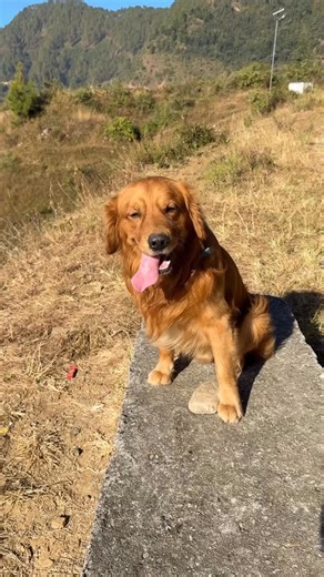 The Himalayan Husky on Instagram: "Patthar paglu Max 🤪🤪🤪"