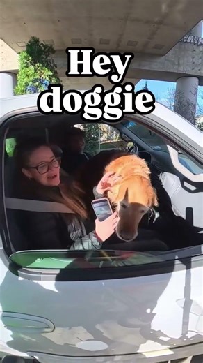 Sometimes when riding Fluffy sees people do the strangest things like this 😂 (@gowithfluffy)