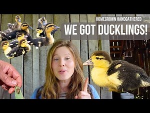 Why our First Animals on the Farm had to be Ducks