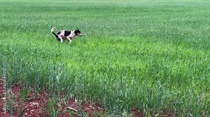 Poor homeless dog pooping in a green field