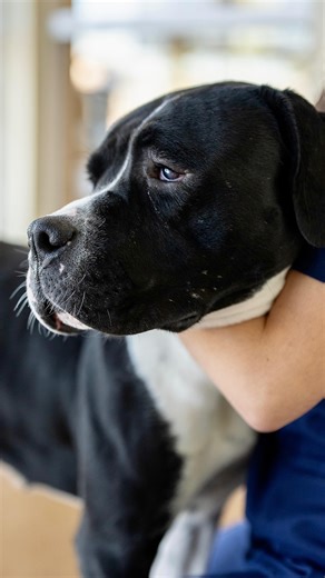 🐾 It’s #ForeverHomeFriday, and this week we’re shining the spotlight on Tilly! This gentle Great Dane/Boxer mix may be a little shy at first, but once she warms up, her sweet and loyal personality shines through. She just needs a little patience, and a lot of love, to feel right at home. If you’re looking for a loyal companion with a big heart, come meet Tilly at Apple Valley Animal Shelter! 📍 22131 Powhatan Rd. 🕘 Open Tuesday–Saturday, 9 a.m.–4 p.m. #applevalleyca #applevalley | Town of Appl