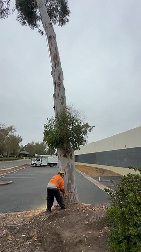 Certified Arborist | 🪵🪓🌳 | Instagram