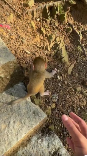 Baby Monkeys Crying: Adorable Moments with Wildlife