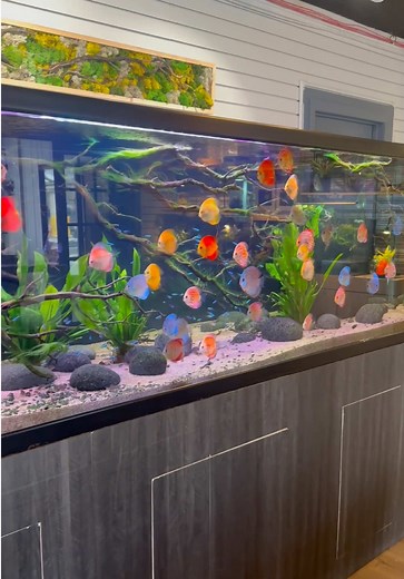 Stunning 550 Gallon Discus Tank at Zooaxe