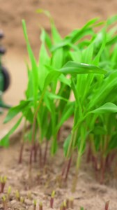 Homemade mini chaff cutter machine #minichaff #cutter | Fendi Dores