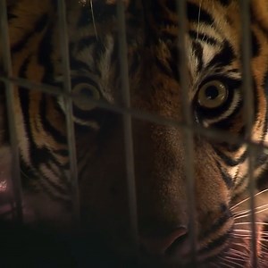 It's not everyday that Dr Chris finds himself in the mouth of a Tiger 😱 | Bondi Vet