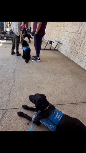 For Carrie’s handler, it was a very easy yes. 🐕‍🦺🐾 #caninecompanions #socialwork #childadvocacycenter #facilitydog #dogsofinstagram @caresnorthwest @canineorg | CARES Northwest