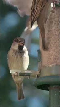 House Sparrow Species Guide: Things you need to know