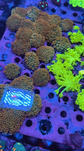 Check out these Halloween theme Alveopora super unique and large frags! They can be found on the site with these banana goniopora too! | Oceanic Gardens