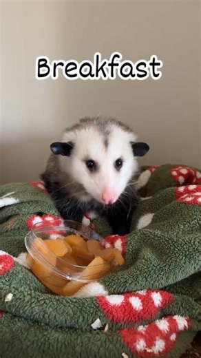 Breakfast . . . . . . . #livewithopossum #opossum #opossumsofinstagram #marsupial #wildlife #nature #cuteanimals #funnyanimals #animallover #opossumrehab #opossumrescue #opossumlife #opossumlove #opossummom #opossumbaby #NorthAmerica #UnitedStates #Canada #Mexico #TexasOpossum #FloridaOpossum #CaliforniaOpossum #NewYorkOpossum #GeorgiaOpossum #OntarioOpossum #BritishColumbiaOpossum #AlbertaOpossum #virginiabeach | Opossum Lovers