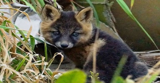 What Is A Cross Fox? Characteristics & Interesting Facts You Should Know - Learn About Nature