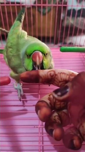 mera pyara Shambhu 🧿❤️🧿