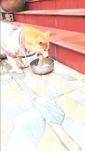when two dogs fight over food