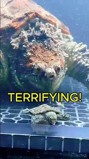 The Ugly Truth About Alligator Snapping Turtles No One Tells You