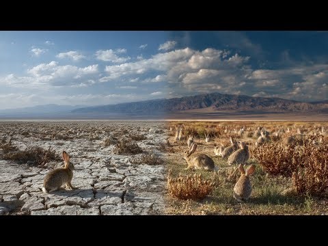 ⭐ “China Released Millions of Rabbits Into the Desert — What Happened Next Shocked the World”