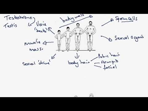 3.13 Secondary Sexual Characteristics