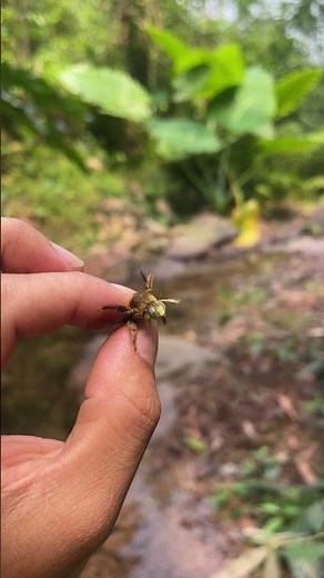 A close up of the adorable carpenter bee