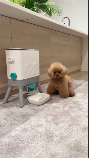 This Dog Knows How to Get Food! 😂