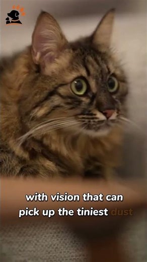 Does Your Cat See Ghosts? 👻🐱