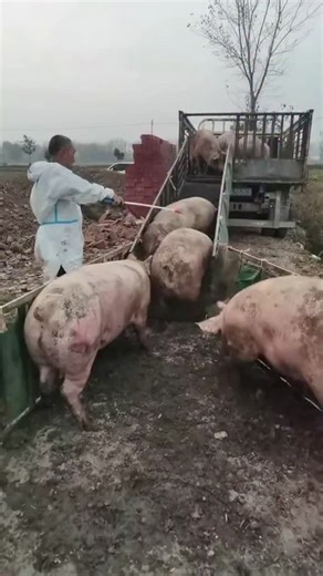 PiggFarming on Instagram: "3 Ways to Raise Pigs for BIG Farmhouse Profits! 🐷💰 | For Education Only"