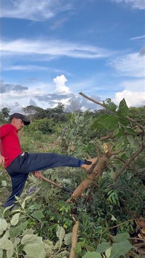 Roçando mato jurubeba na roça #registrodevida #agriculturaregenerativa #roça #vidanaroça