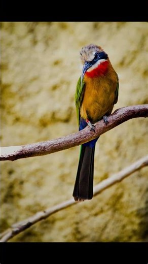 European Bee-eater 4K – Japan's Most Stunning Visitor