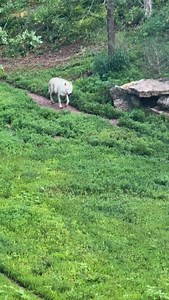 One of our grey wolves out for a morning stroll. Grey wolves are more than just legends, they’re critical to ecosystems! Fun fact: Wolves help maintain balance by controlling prey populations and supporting plant life. #wildlifeconservation #naturelovers | Wildlife Safari Park