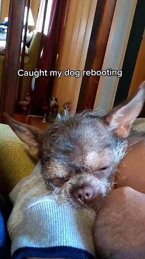 Alma V2.0 #dog #reboot #dreamingdog #hairlessmix #hairlessdog #chihuahua #chinesecrested #hairlesschihuahua #dogdreaming #funnydog #cutedog #scarydog #hairlessdogsoftiktok