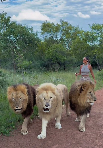 Exploring the Lion Kingdoms of South Africa