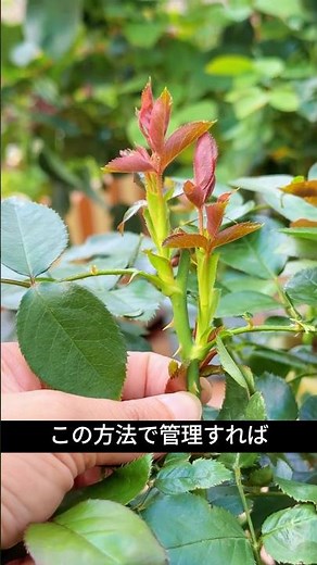 You need to know this or your roses won't bloom! 3 ways to make your roses bloom again.